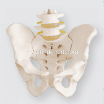 Ukubwa wa Pelvis na 2pcs Lumbar Vertebrae